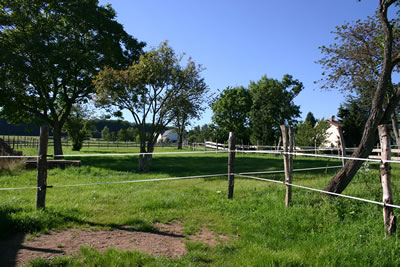 Koppel: Anwesen / Liebhaberobjekt bei Bitburg: EFH mit Pferdestall / Weiden  und Nebengebäude, ruhige Lage in ländlicher Umgebung